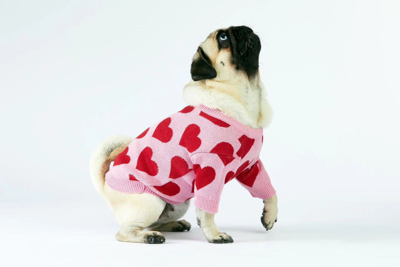 Pug wearing a pink sweater with red hearts on a white background