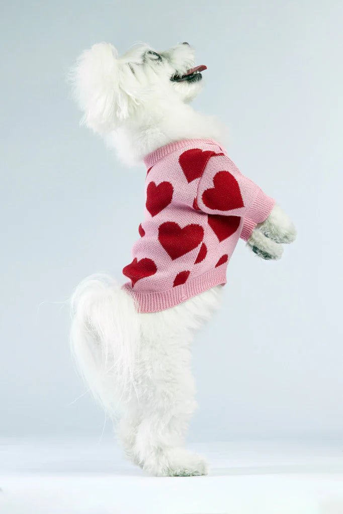 White dog wearing a pink sweater with red heart patterns on a light gray background