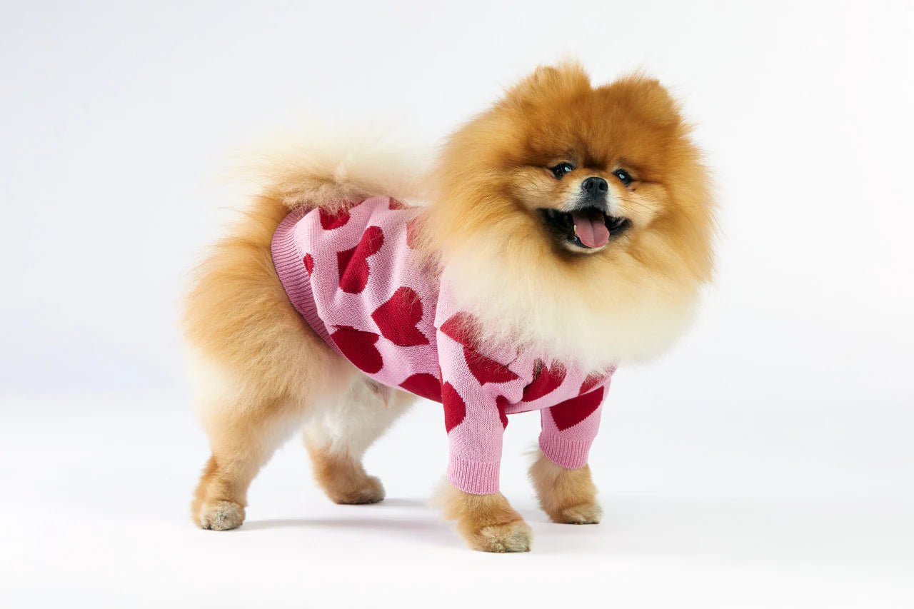 Small dog wearing a pink sweater with red hearts on a white background