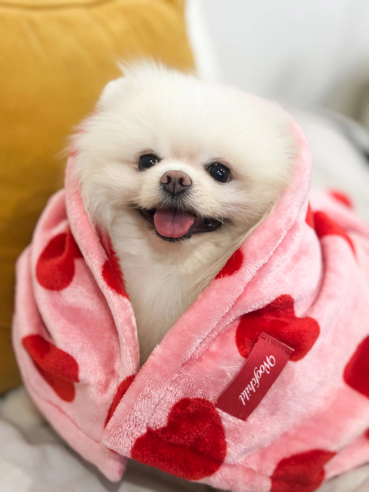 Petit chien blanc enveloppé dans une couverture rose ornée de cœurs rouges, assis sur un canapé jaune.