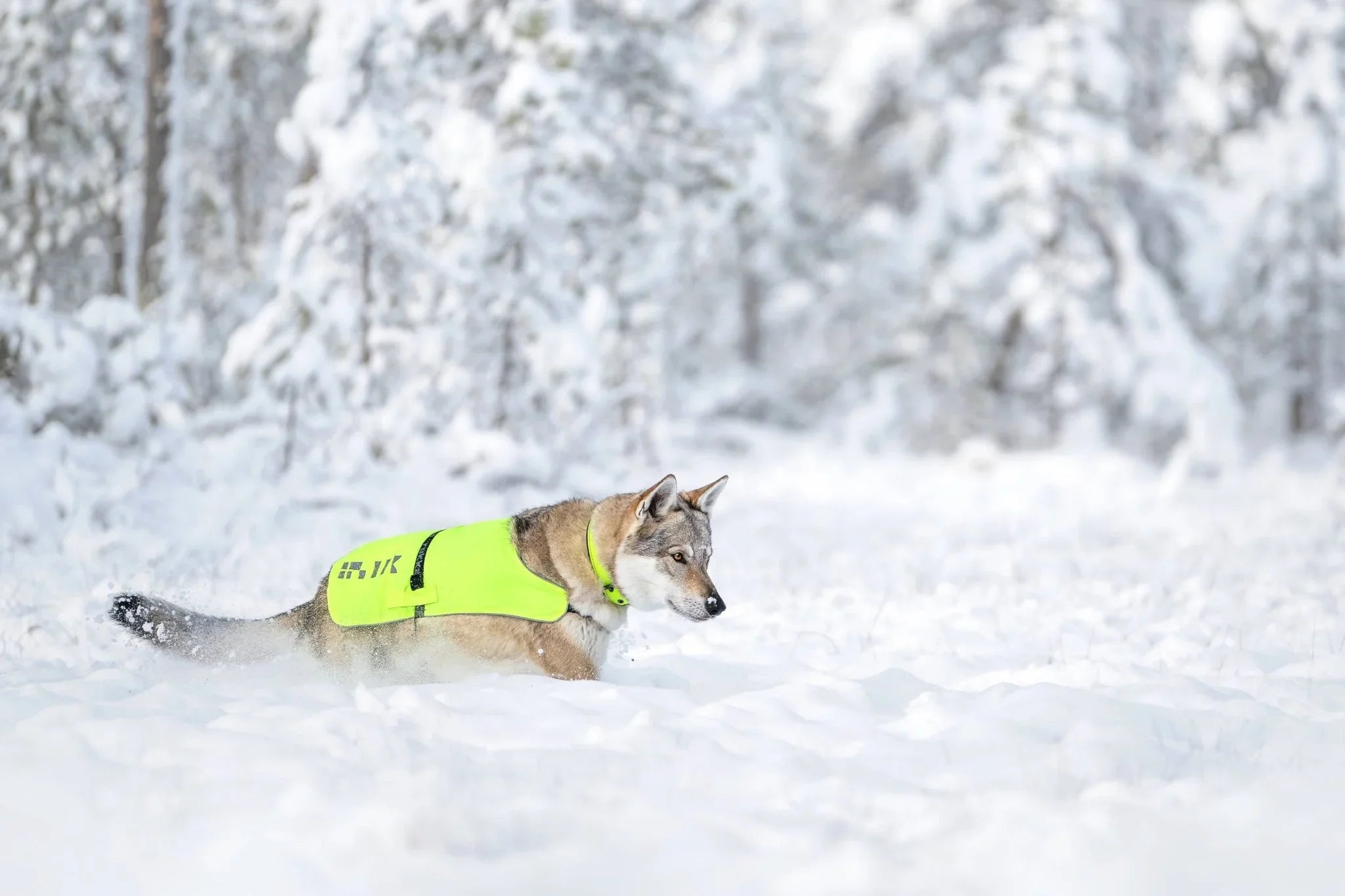 Dog wearing Rukka Pets Flap Visible Vest running through deep snow in a winter forest