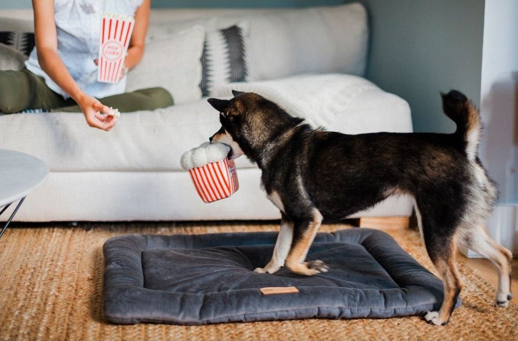 dog carries a popcorn dog toy