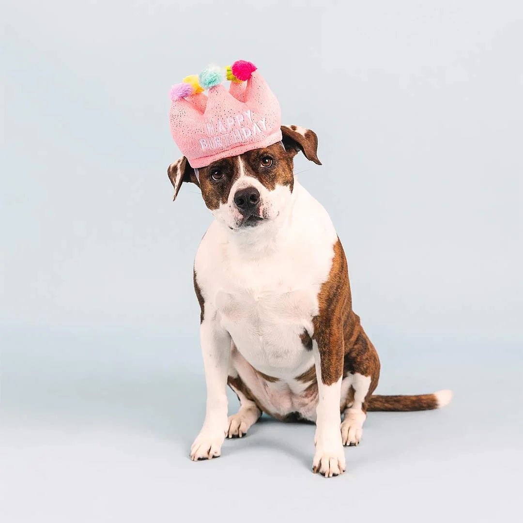 If The Crown Fits – Birthday Plush Dog Toy - Share Happy Outfits