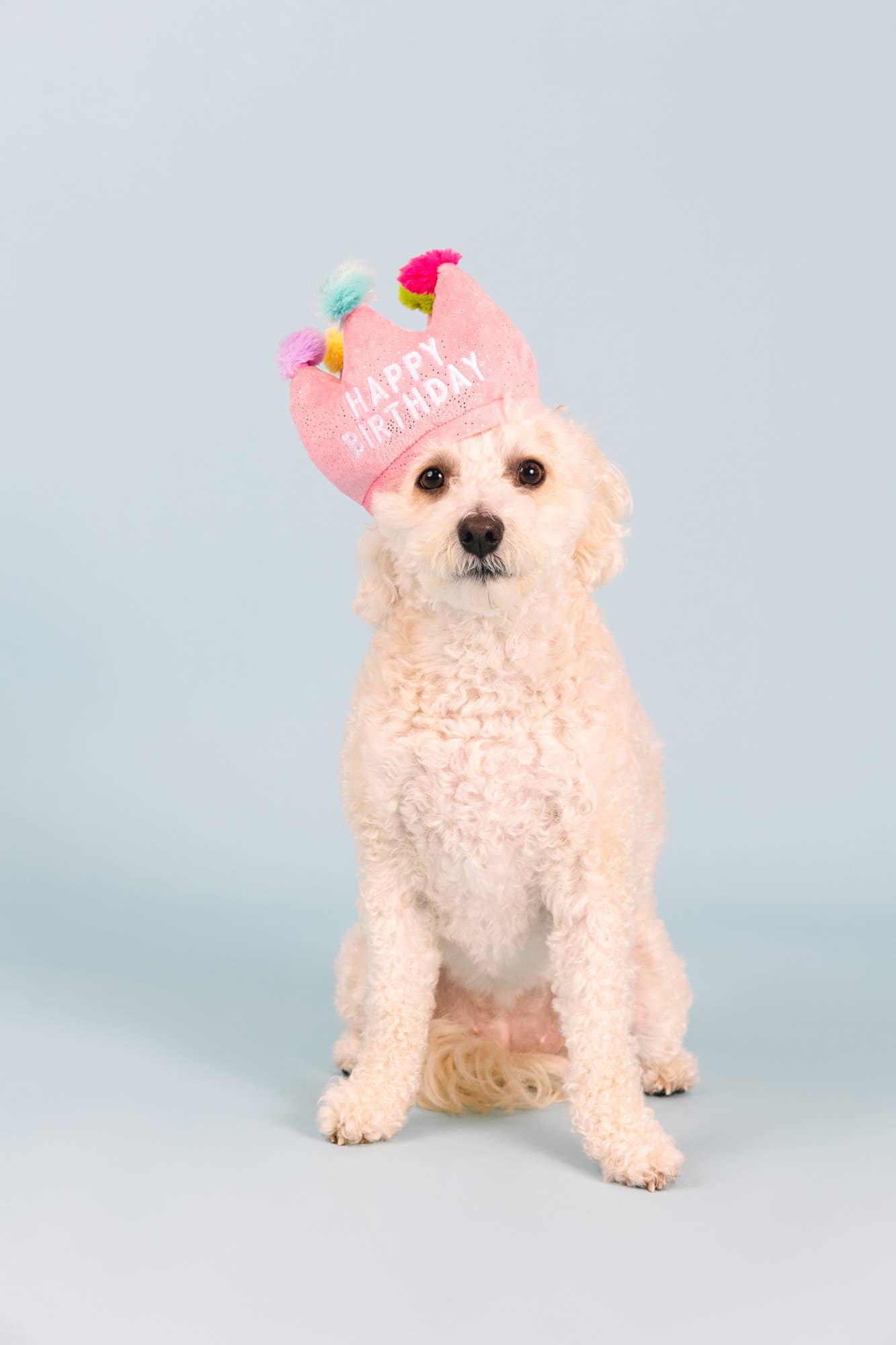 If The Crown Fits – Birthday Plush Dog Toy - Share Happy Outfits