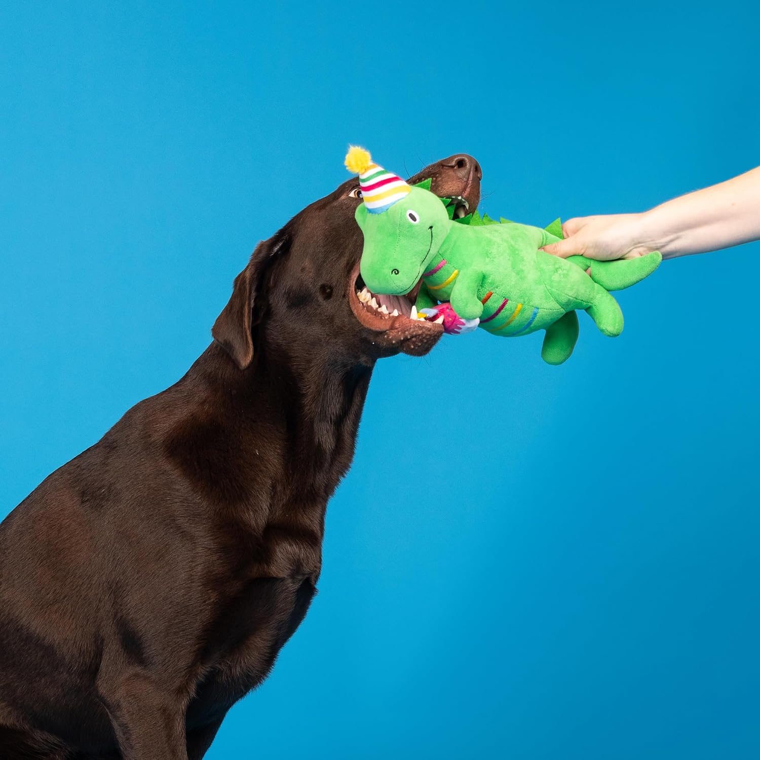 Dog playing with a green dinosaur toy against a blue background