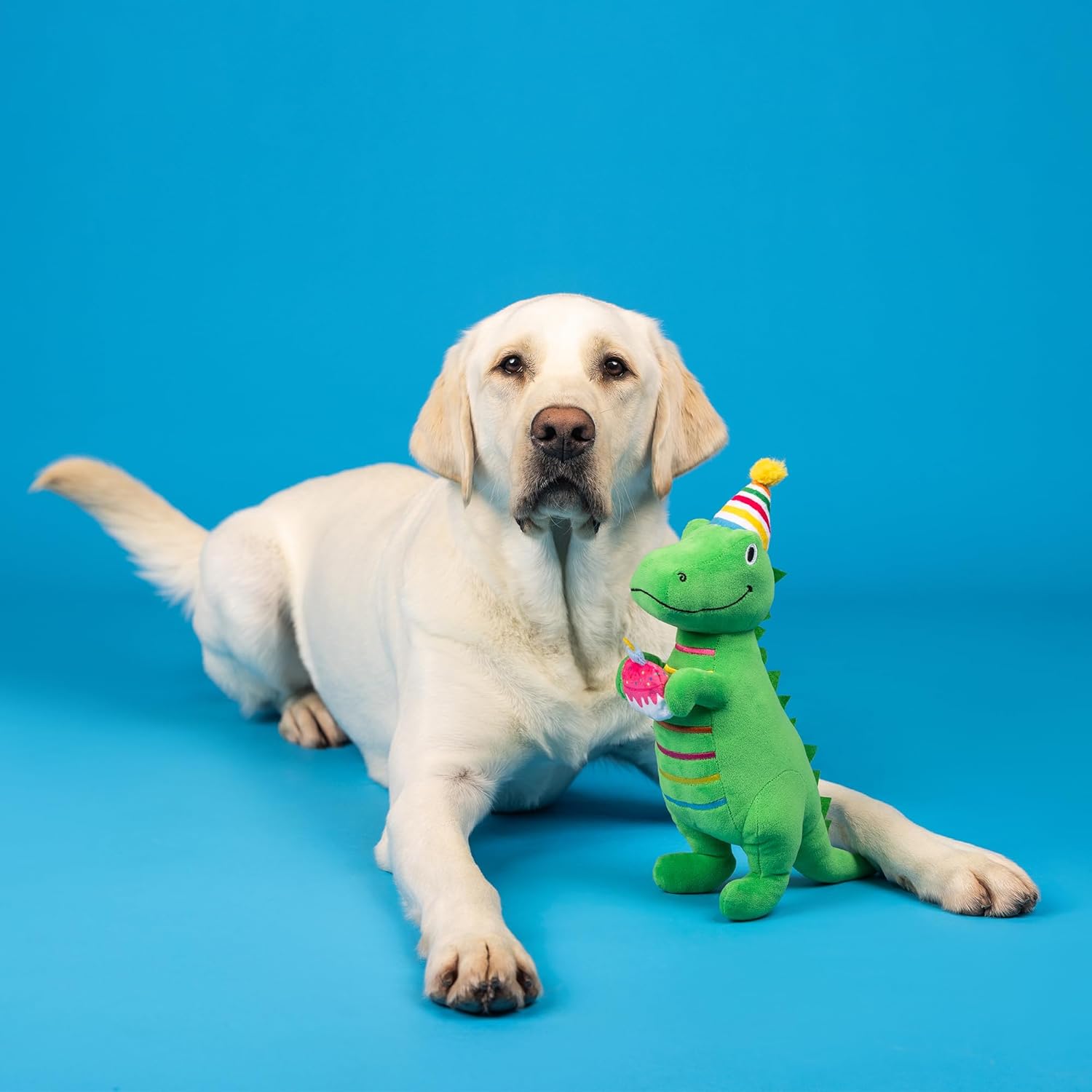 Dog with a green dinosaur toy on a blue background