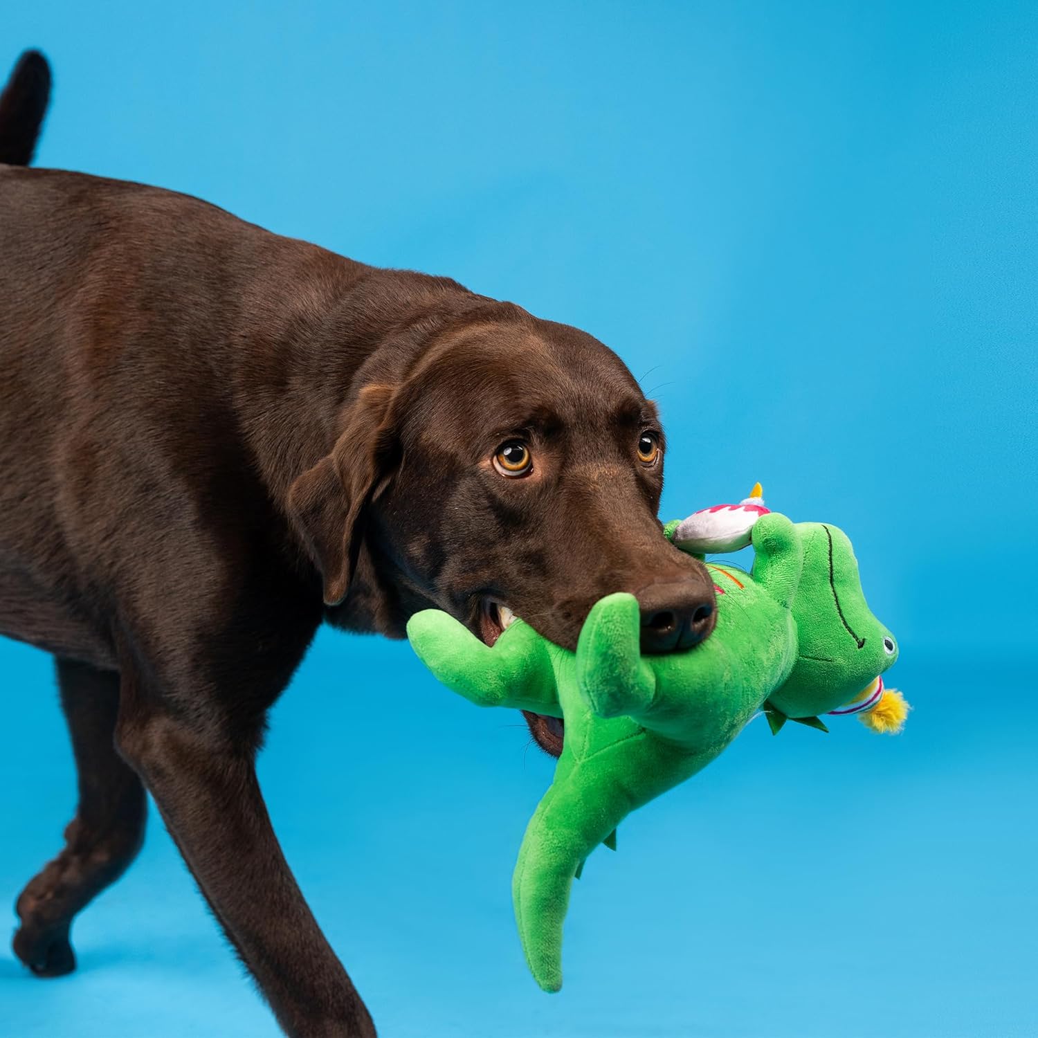 Dog holding a green plush toy with a blue background