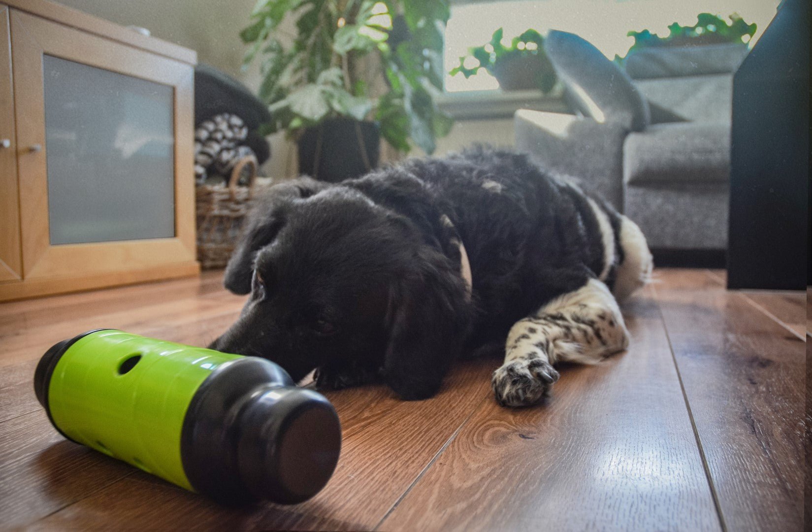 Dog playing with a green and black toy on a wooden floor in a living room.