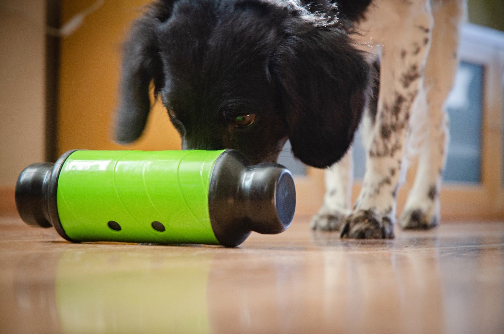 Dog playing with a green and black toy on a wooden floor