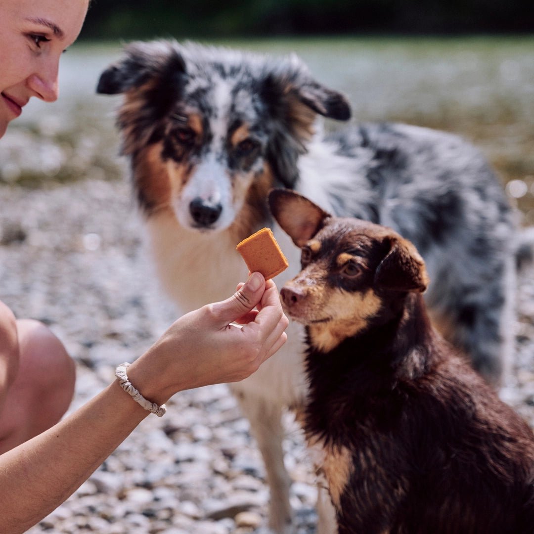 Woman offering a dog treat to two dogs outdoors.