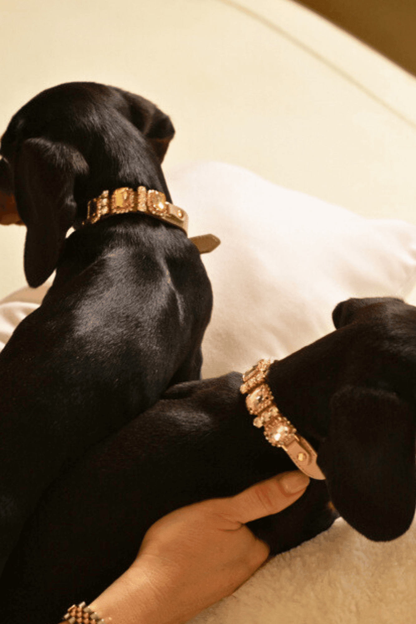Two black dogs wearing gold collars on a white surface.