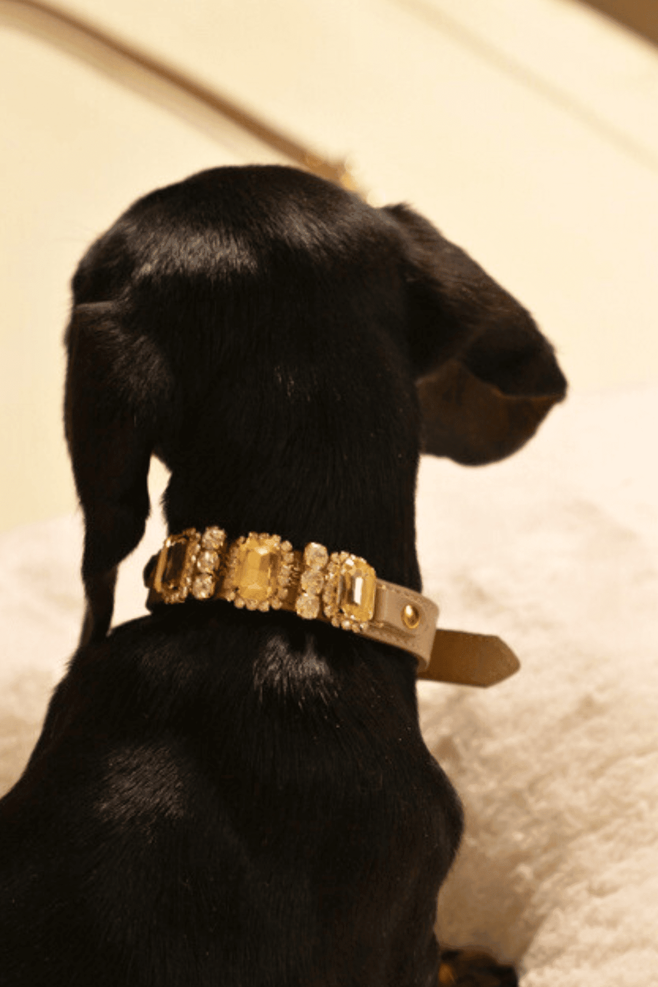Black dog wearing a gold collar on a light-colored surface