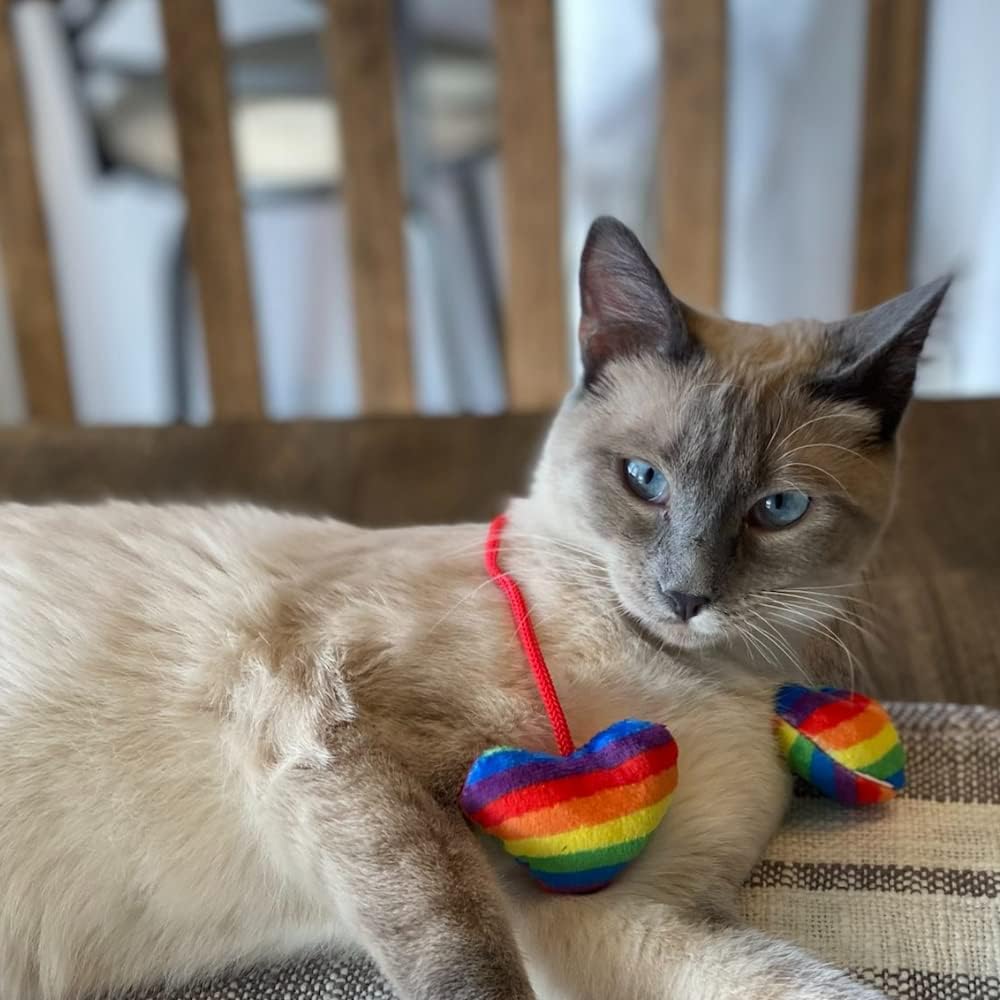 Cat with rainbow heart-shaped toy on a chair