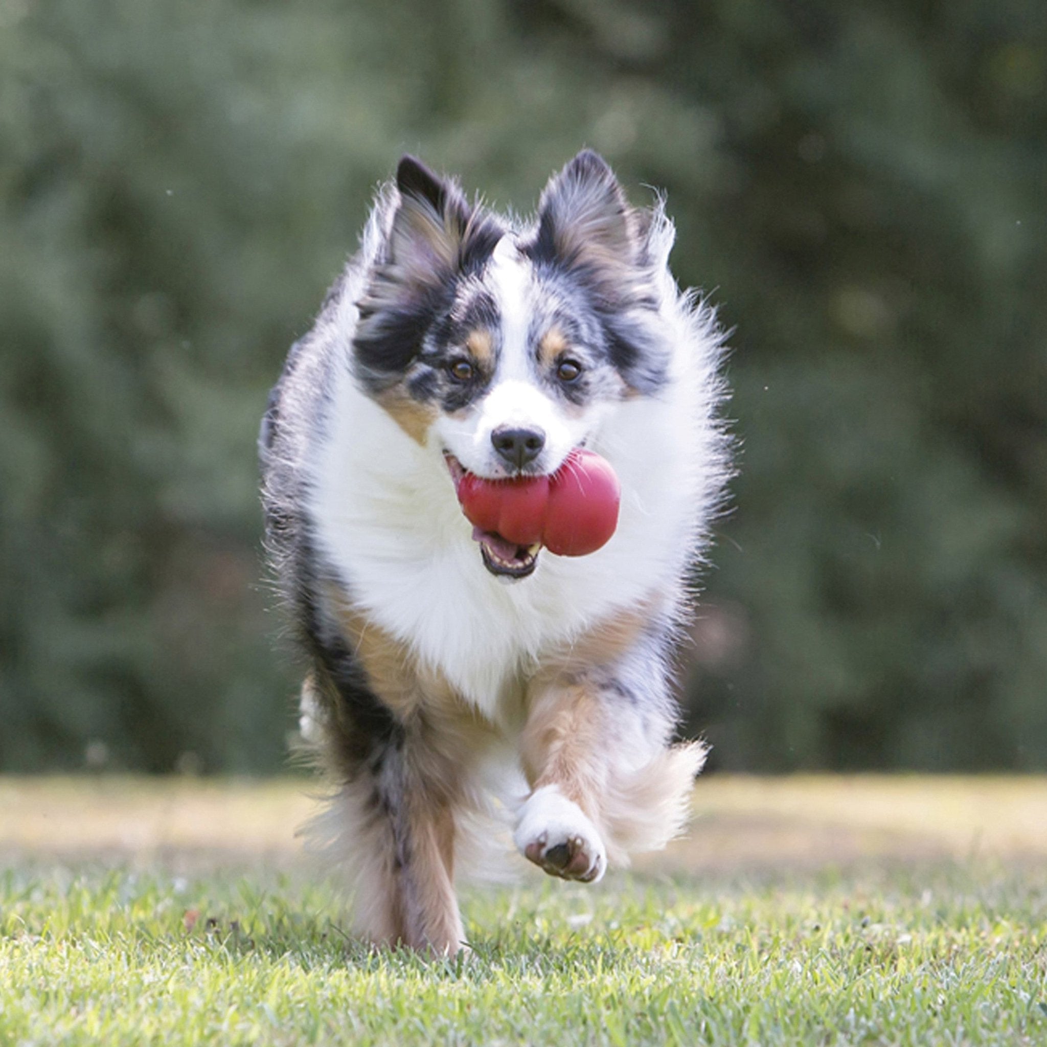 Dog running on grass with a red ball in its mouth