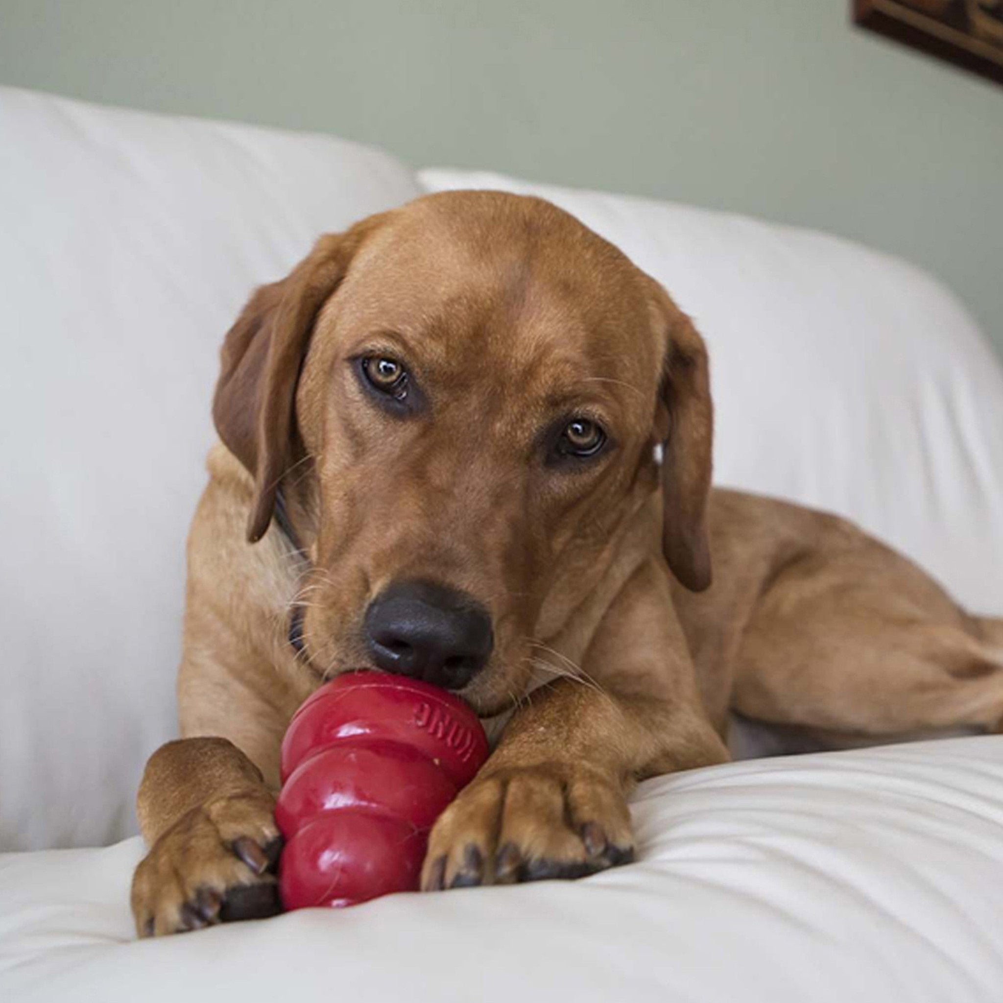 Dog chewing on a red KONG toy on a white couch