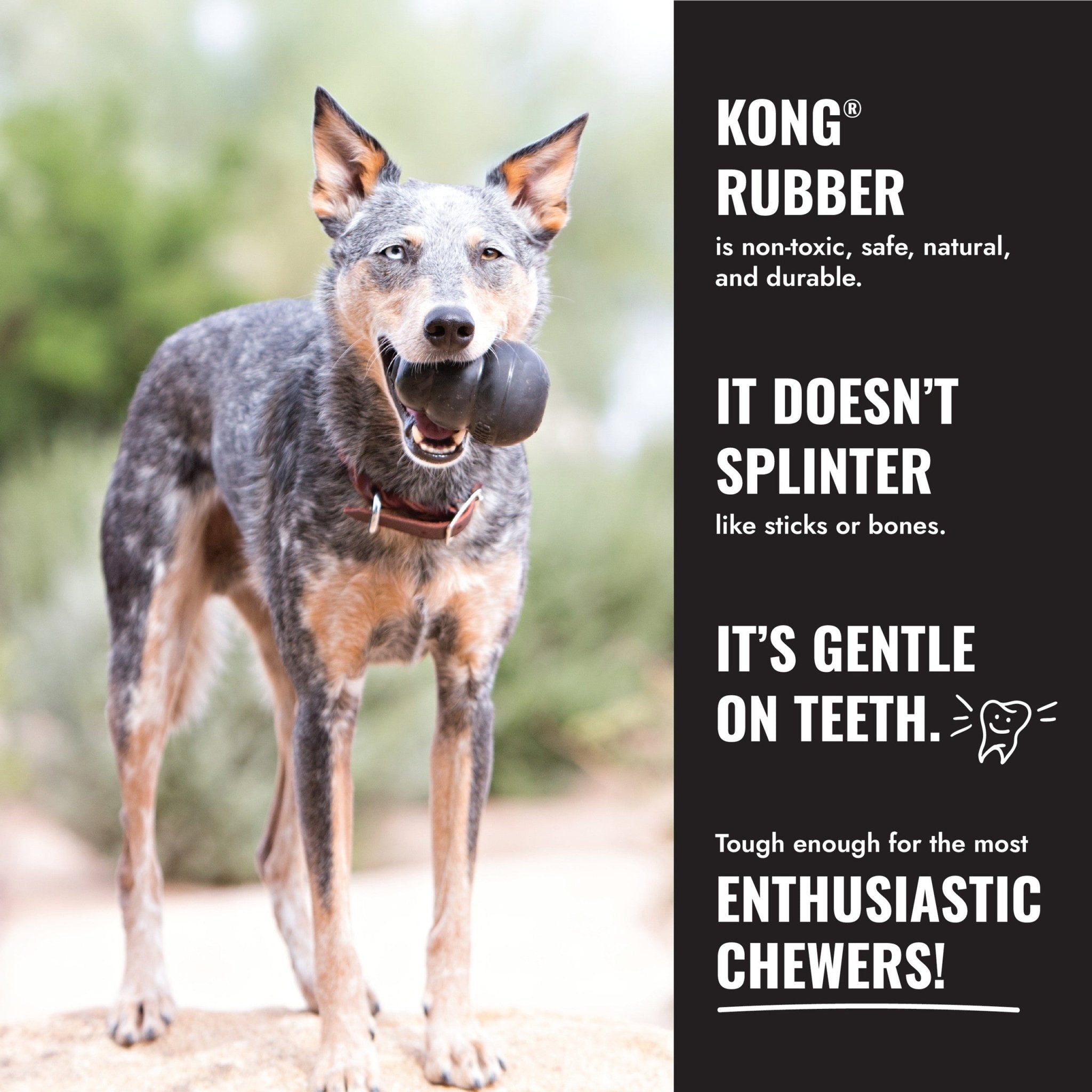 Dog holding a KONG Rubber toy with promotional text on a natural background