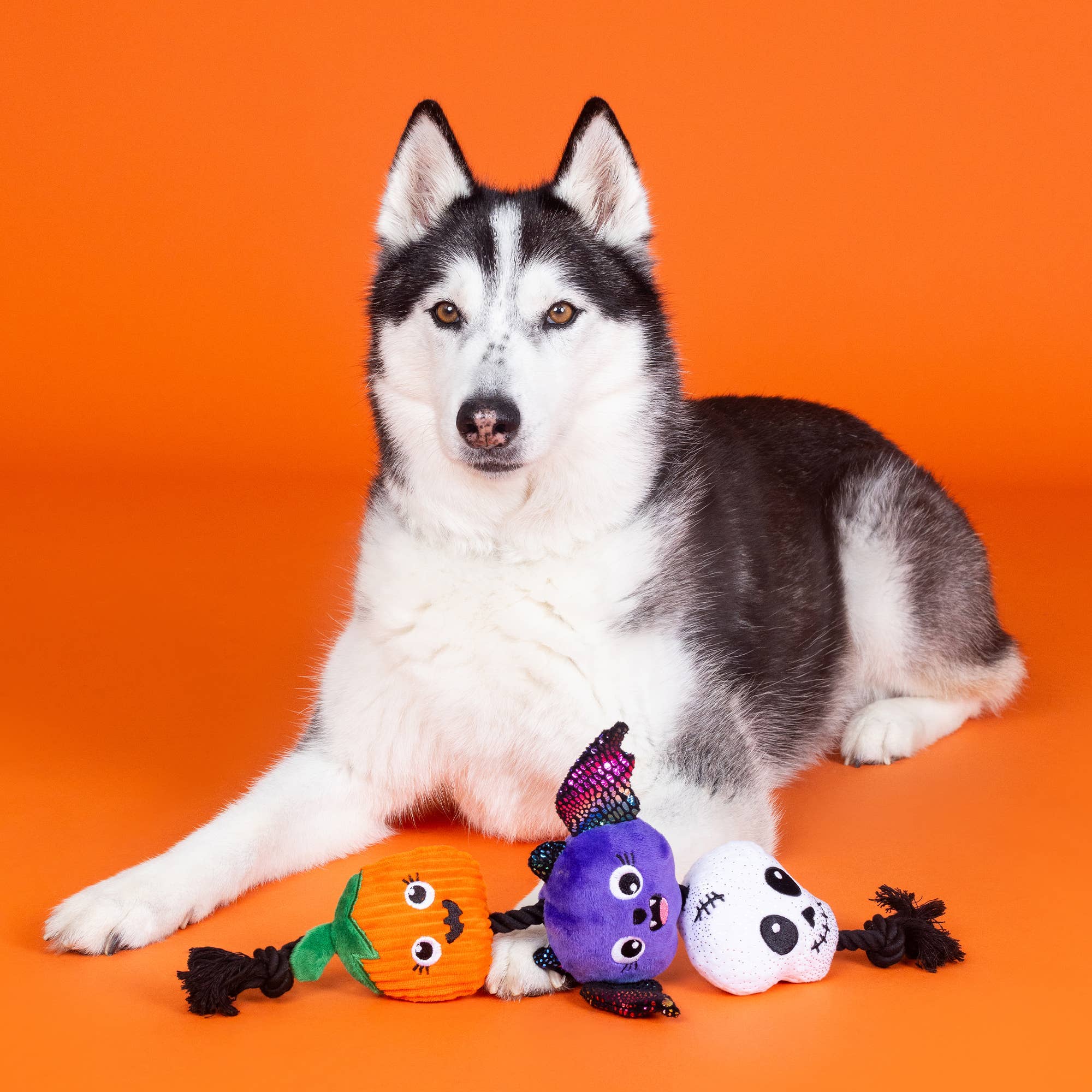 Fringe LITERALLY DEAD CUTE PLUSH DOG TOY - Share Happy Outfits