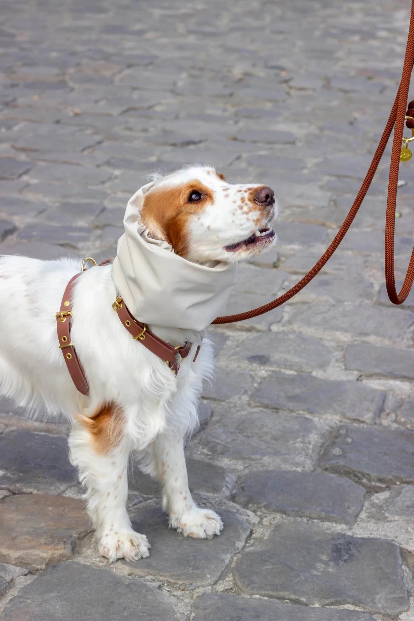 White dog with brown patches on a leash on a stone pavement