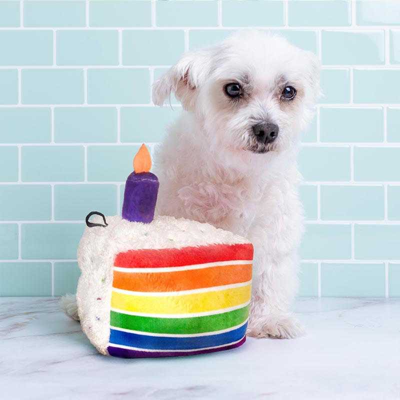 Small white dog sitting next to a rainbow-striped cake-shaped toy with a candle on a light blue tiled background.
