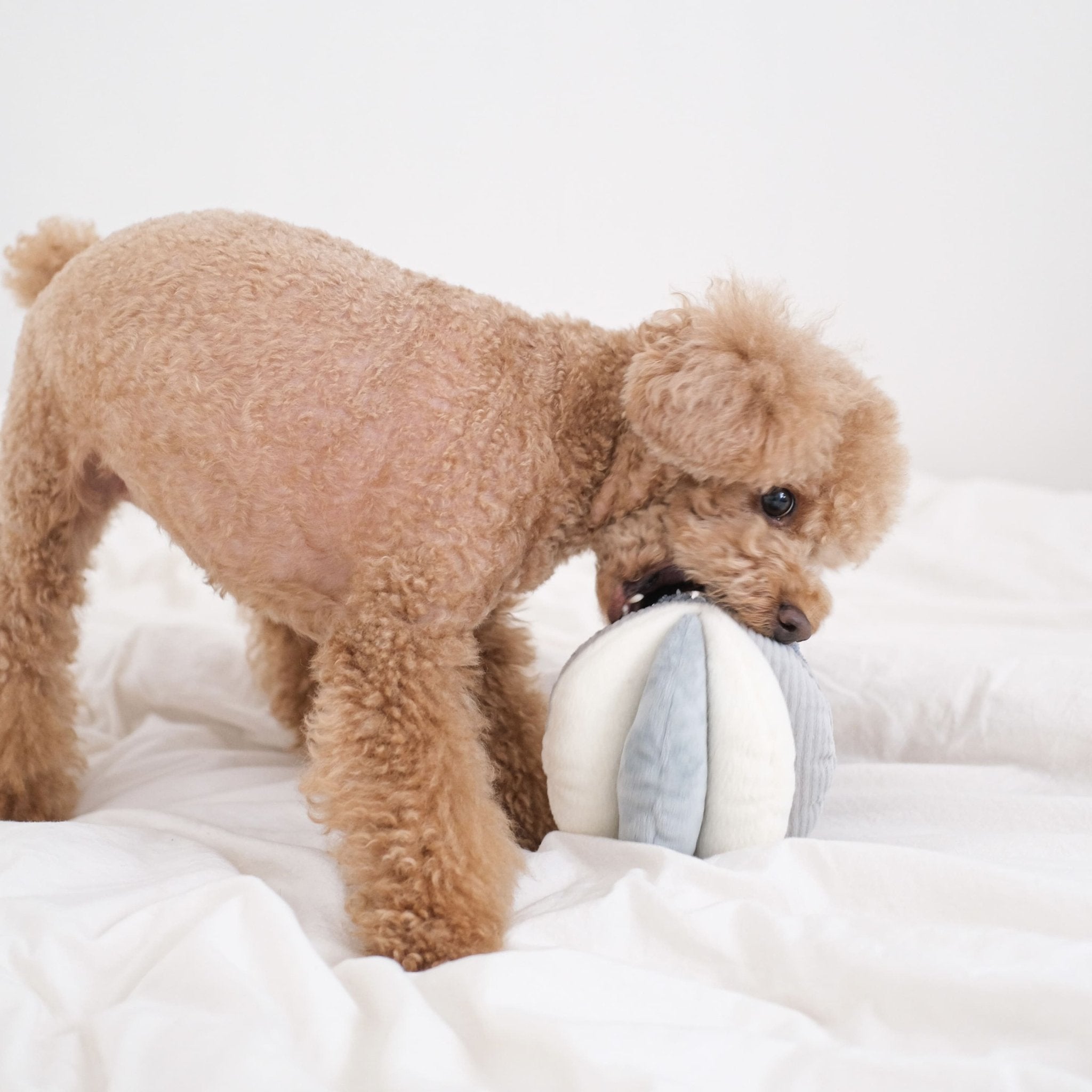 Marine Toto – Sensory Snuffle Ball for Dogs - Share Happy Outfits