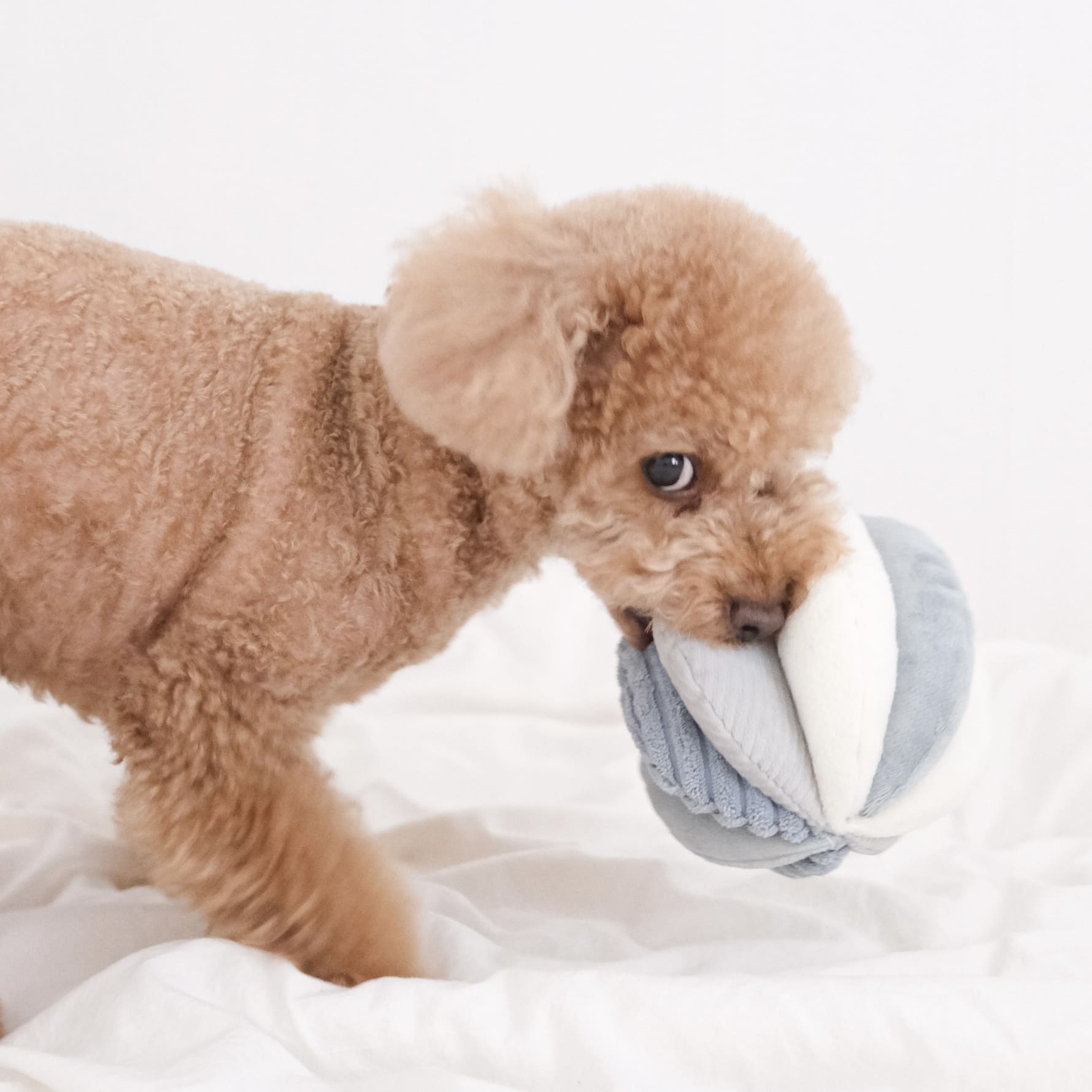 Marine Toto – Sensory Snuffle Ball for Dogs - Share Happy Outfits