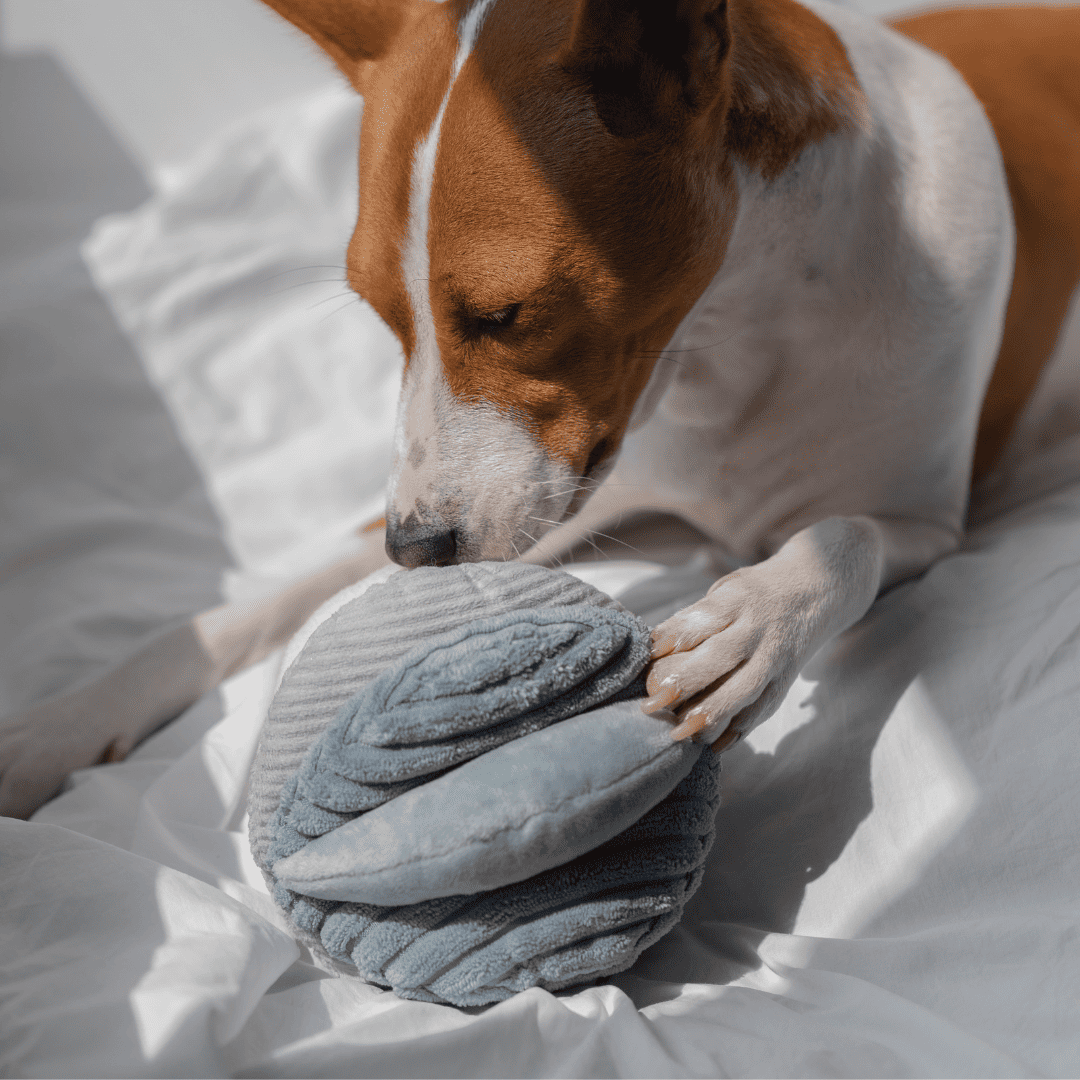 Marine Toto – Sensory Snuffle Ball for Dogs - Share Happy Outfits