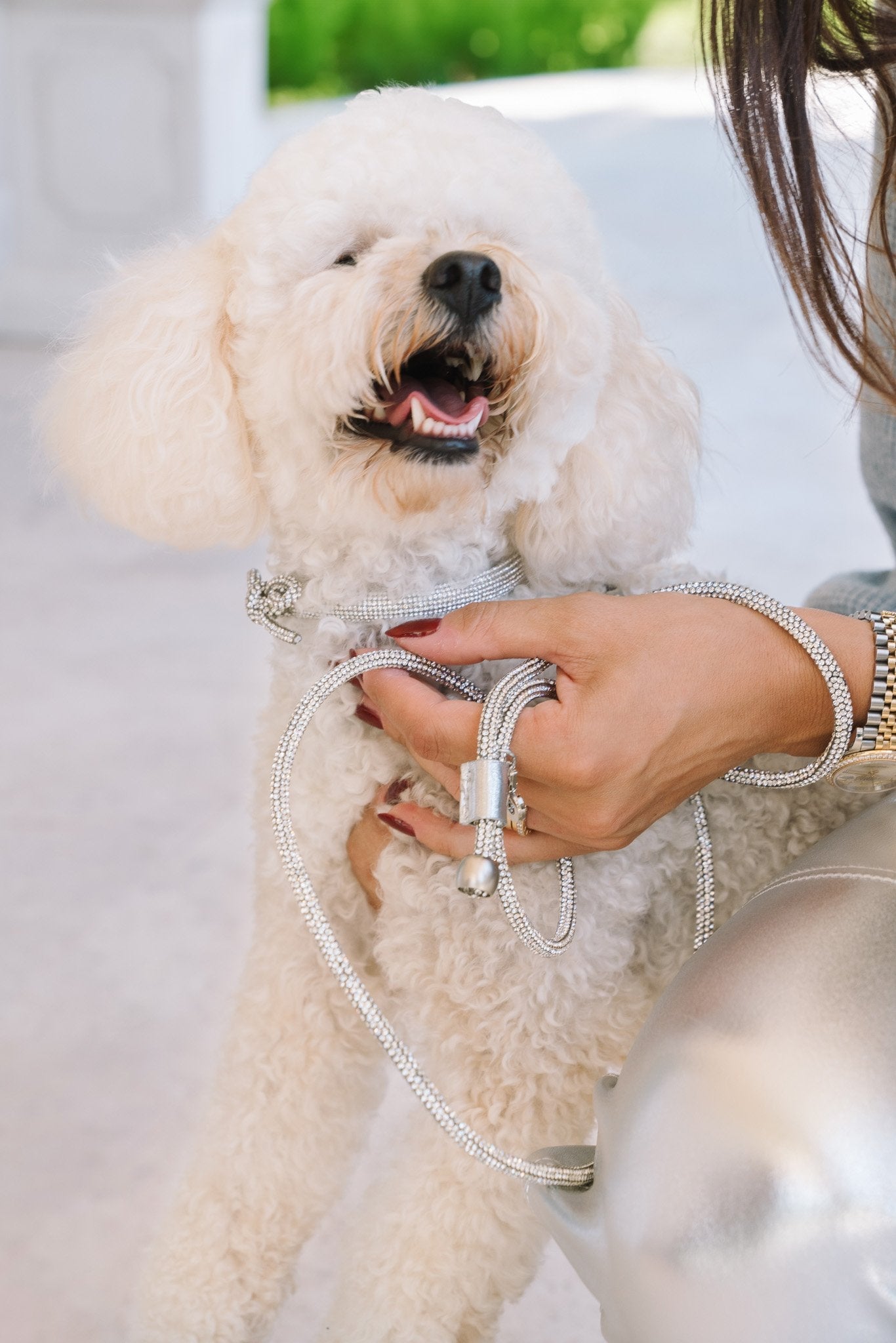 White poodle being held by a person with a silver leash