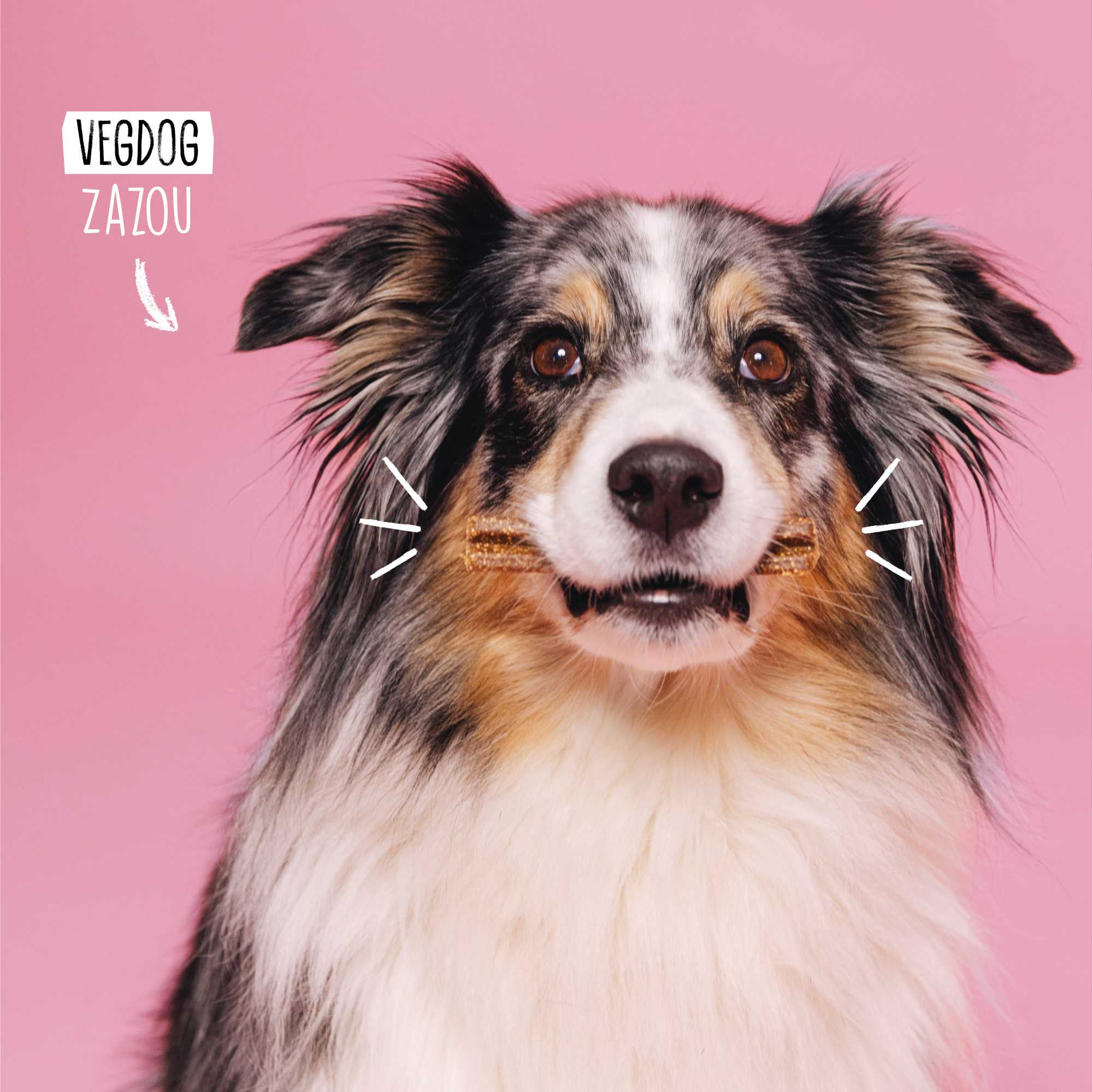 Dog with a pink background and &