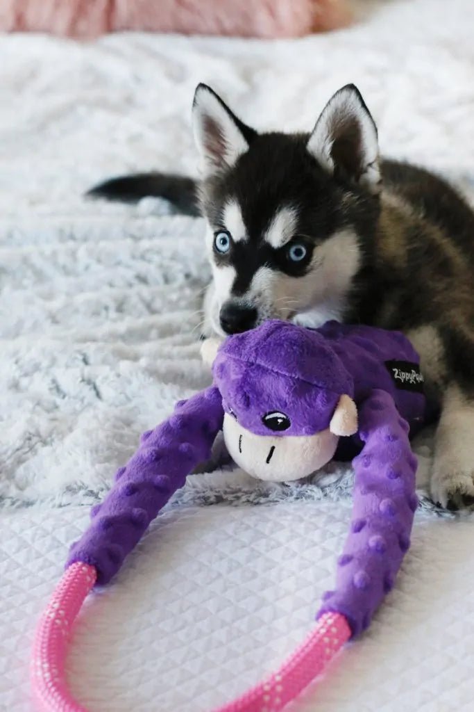 Puppy playing with a purple and pink toy on a white blanket