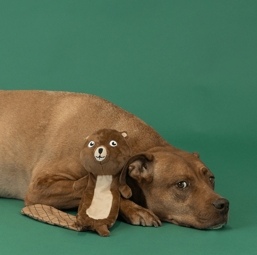 Mr. Gnaw It All™ Beaver Dog Toy | Flat Plush Dog Toy with Squeaker & Crinkle - Share Happy Outfits