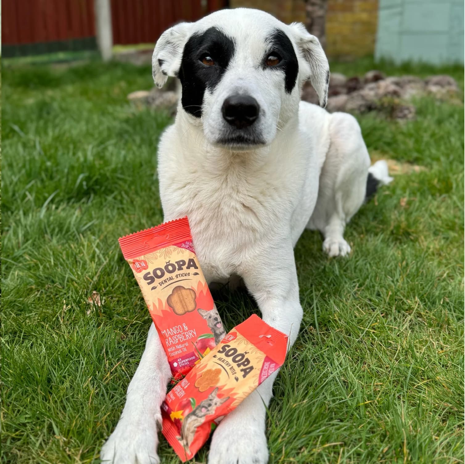 Natural Vegan Dog Dental Treat - Mango & Raspberry Sticks - Share Happy Outfits