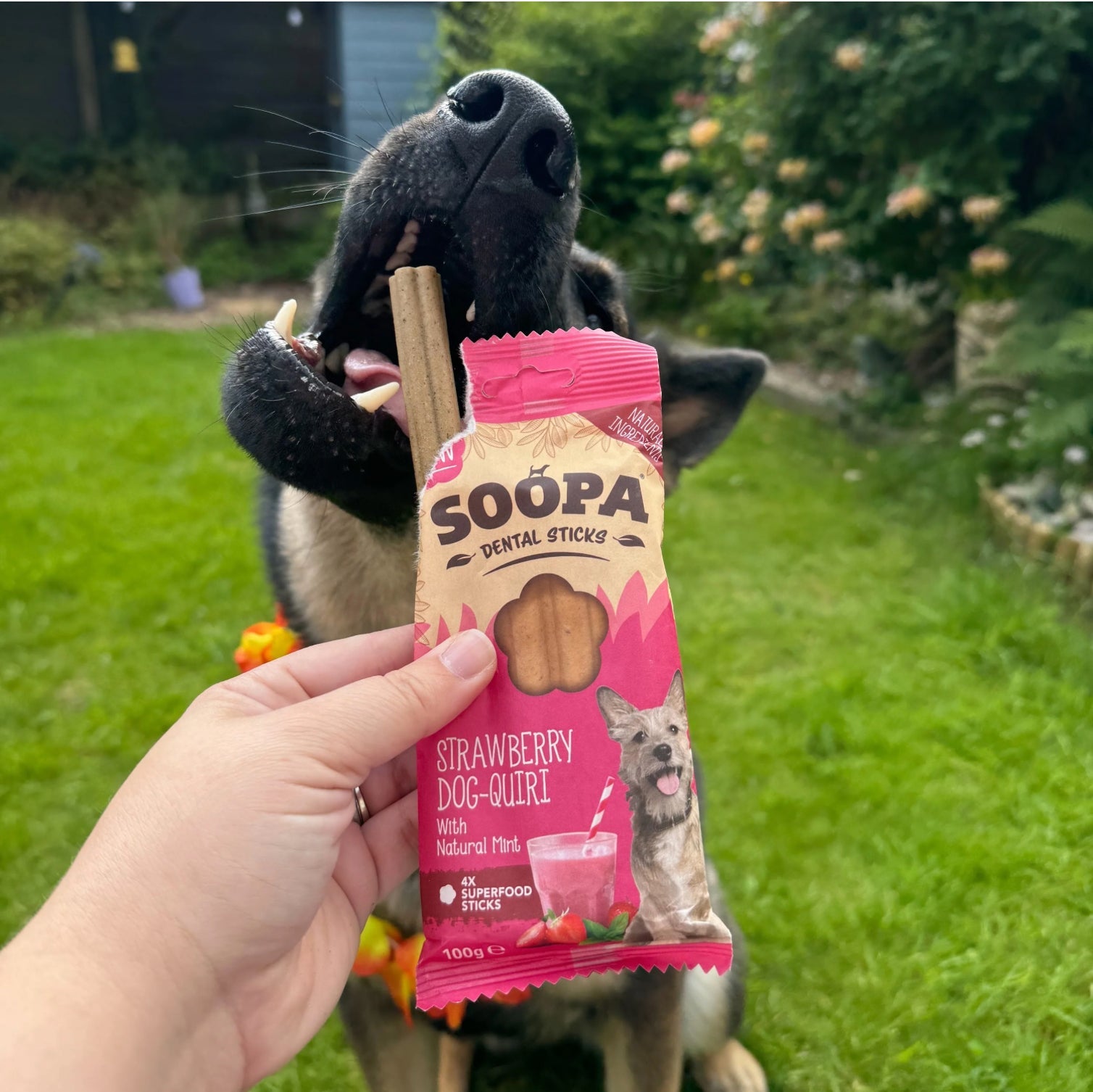 Natural Vegan Dog Dental Treat – Strawberry Dog-Quiri Sticks - Share Happy Outfits