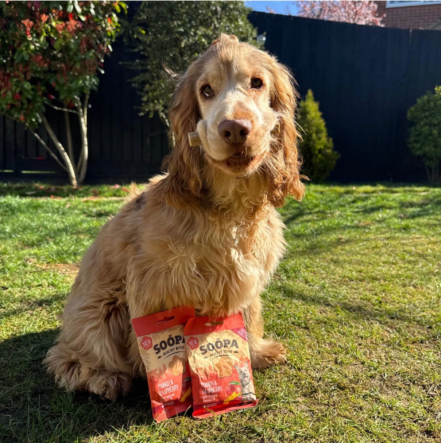 Friandises saines naturelles véganes pour chiens - Mangue & Framboise - Partagez des tenues joyeuses