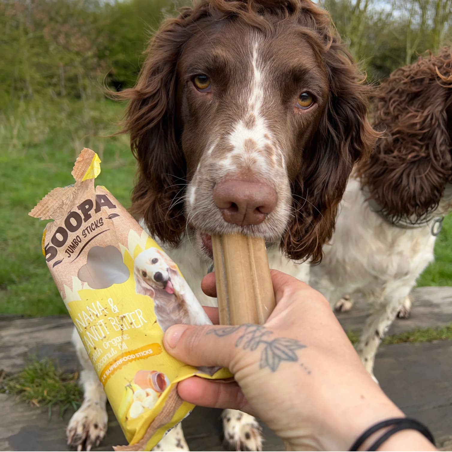 Natural Vegan Jumbo Dog Dental Treat - Banana & Peanut Butter Stick (170g) - Share Happy Outfits