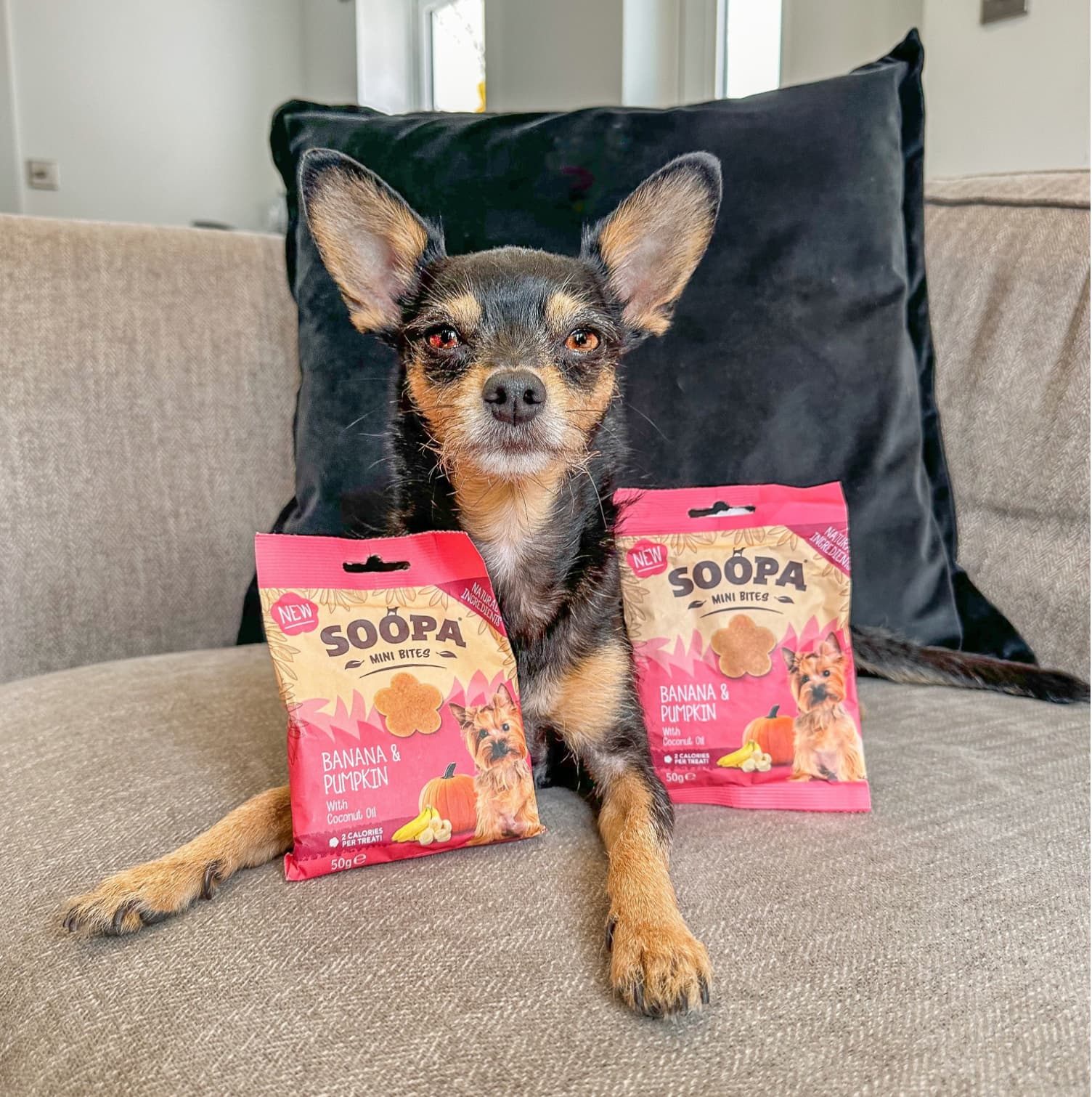 Natural Vegan Mini Dog Healthy Bites - Banana & Pumpkin - Share Happy Outfits