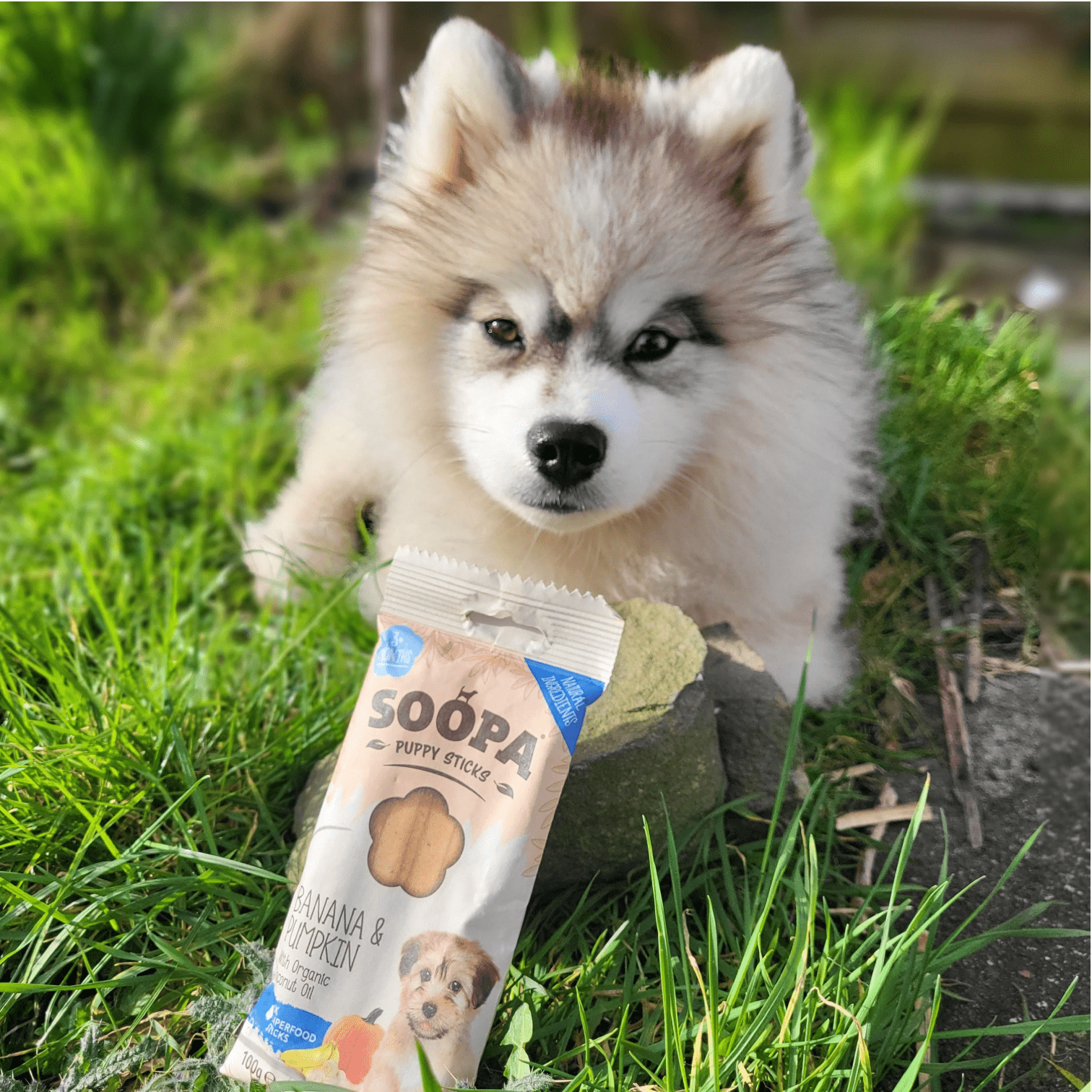 Natural Vegan Puppy Dental Treat - Banana & Pumpkin Sticks - Share Happy Outfits
