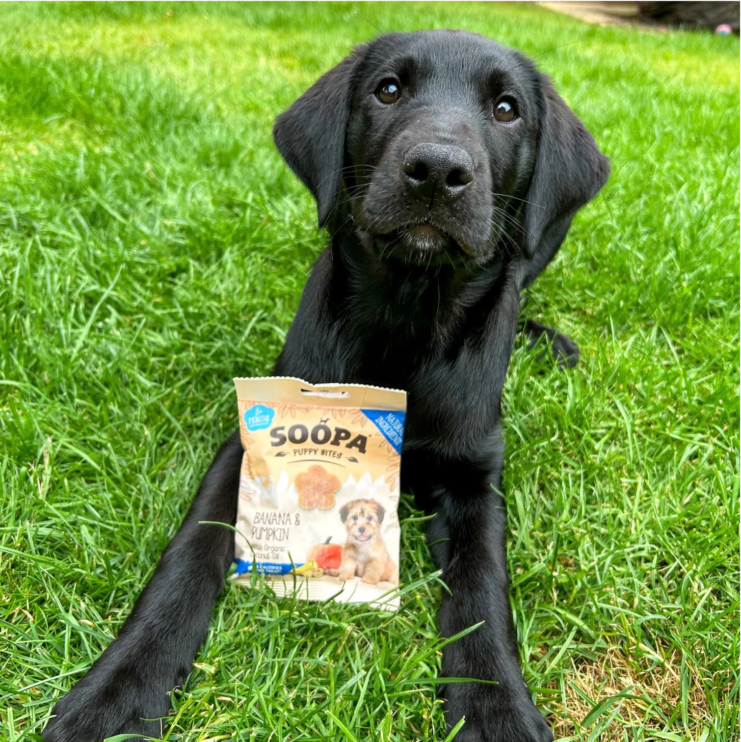 Natural Vegan Puppy Training Bites - Banana & Pumpkin - Share Happy Outfits