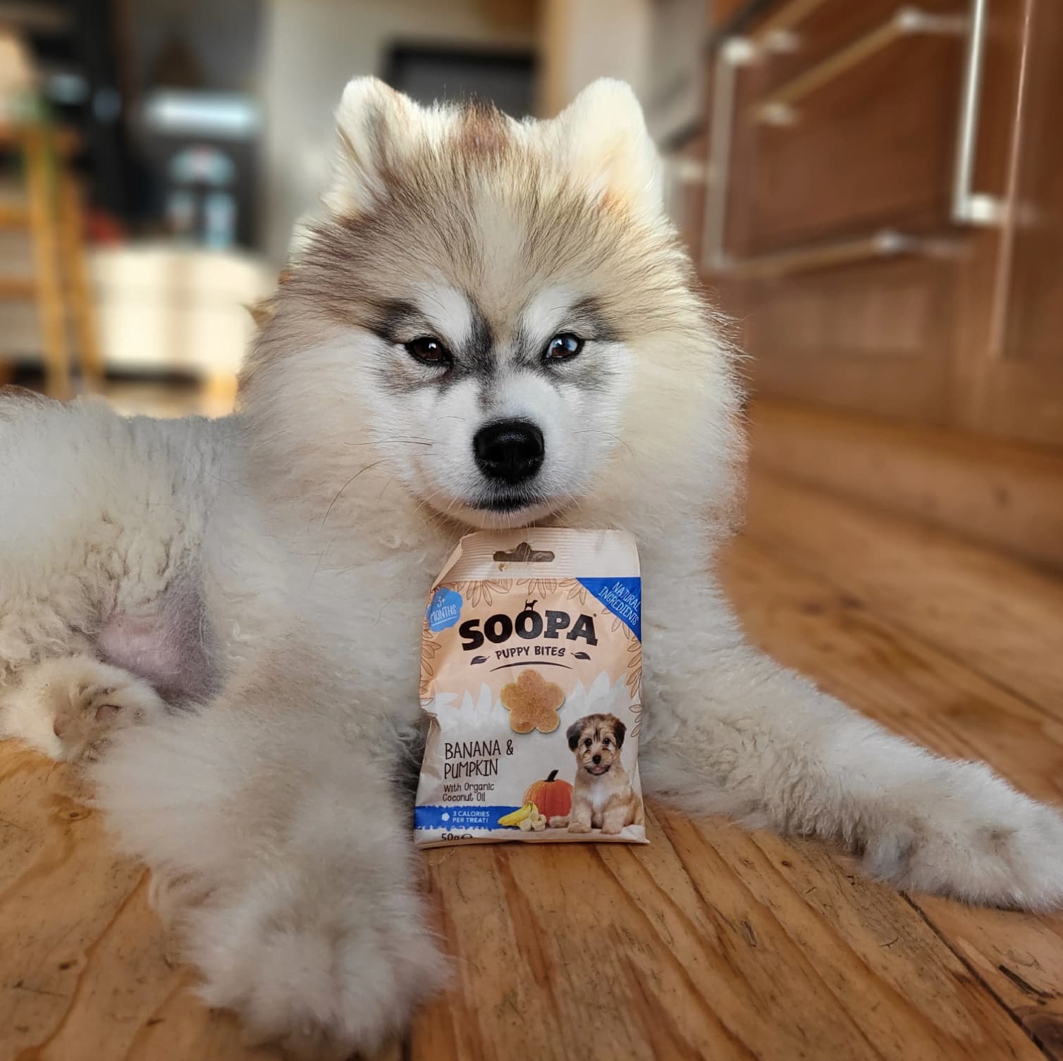 Natural Vegan Puppy Training Bites - Banana & Pumpkin - Share Happy Outfits