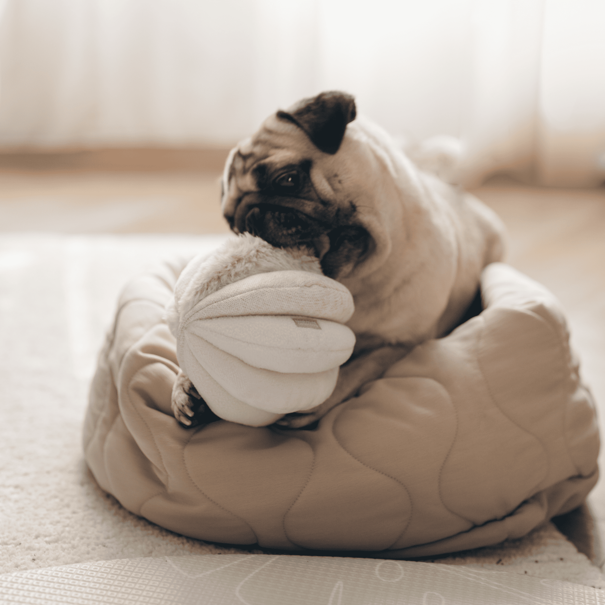 Pink Toto – Sensory Snuffle Ball for Dogs - Share Happy Outfits