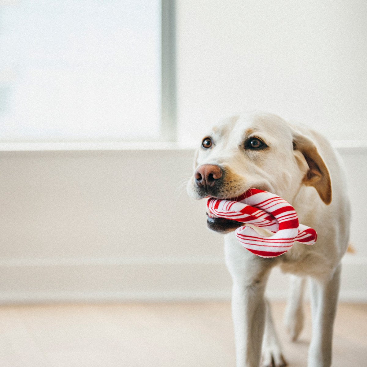 Dog holding a candy cane in its mouth indoors.