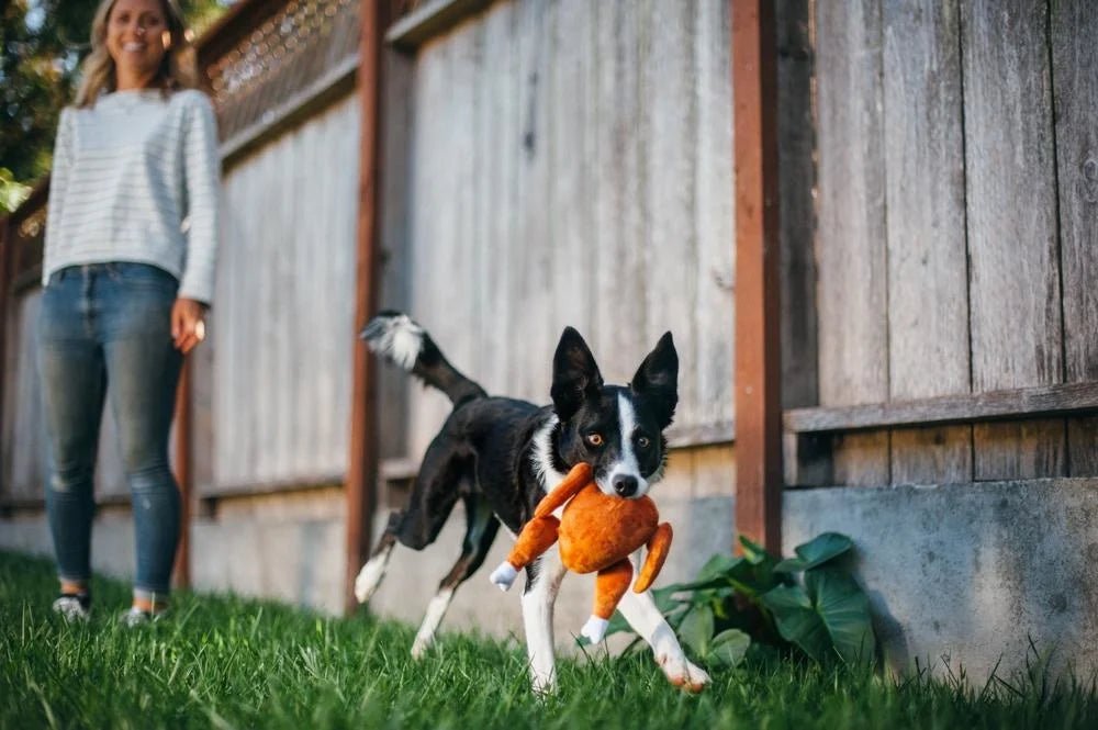Dog playing with a toy outdoors, with a person in the background.