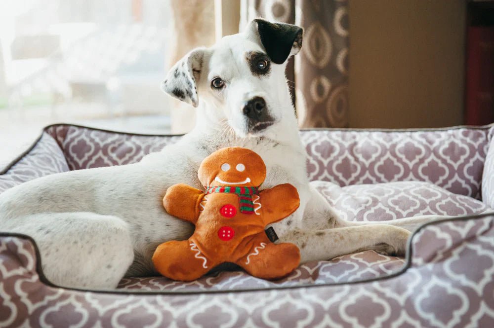 Dog sitting on a patterned couch with a gingerbread man toy