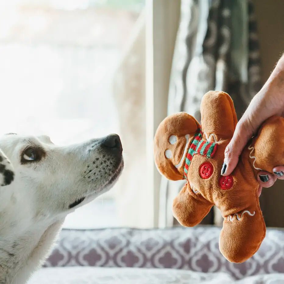 Dog looking at a gingerbread man toy held by a person