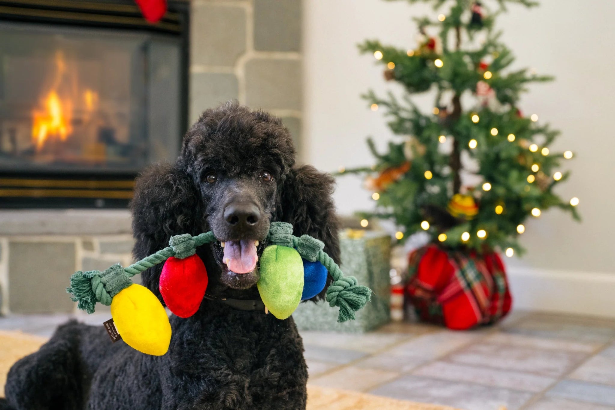 Black dog holding a colorful toy in front of a fireplace and Christmas tree.