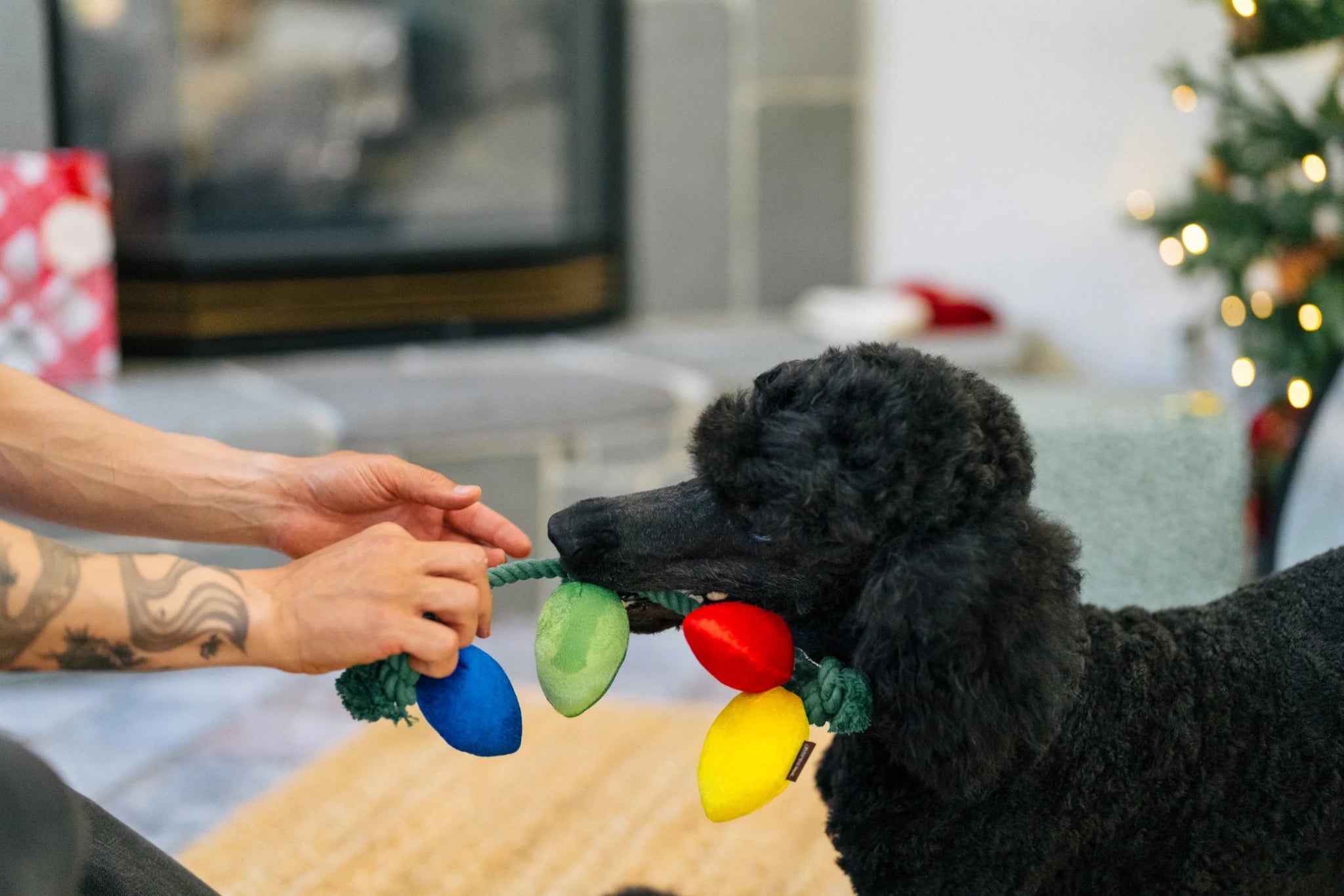 Black dog playing with a colorful toy held by a person in a home setting with a Christmas tree in the background.