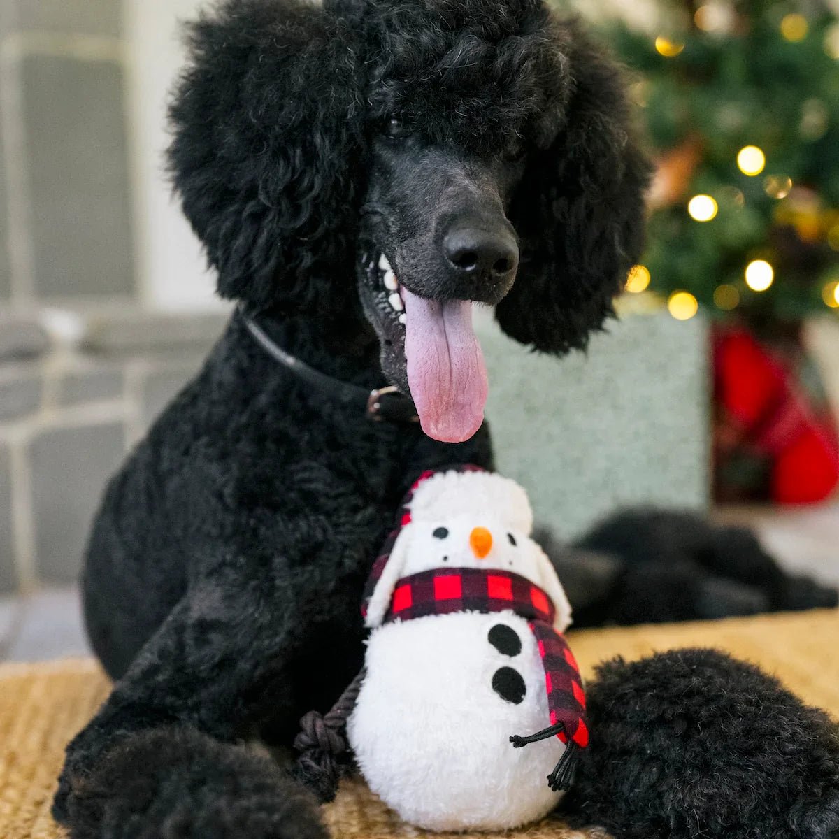 Black poodle with a snowman toy in front of a Christmas tree