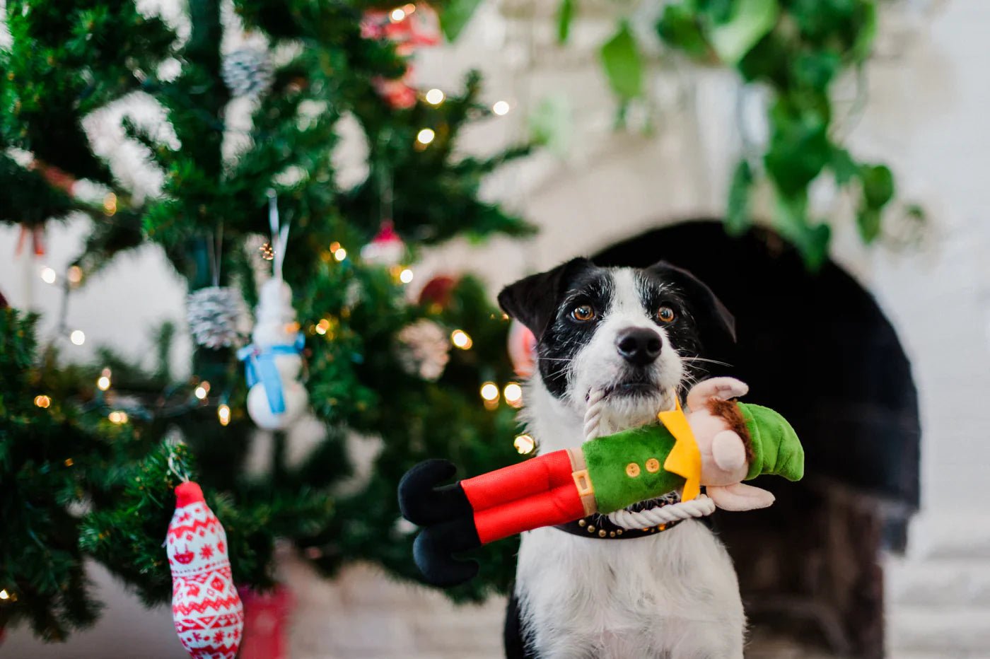 Dog holding a toy in front of a decorated Christmas tree