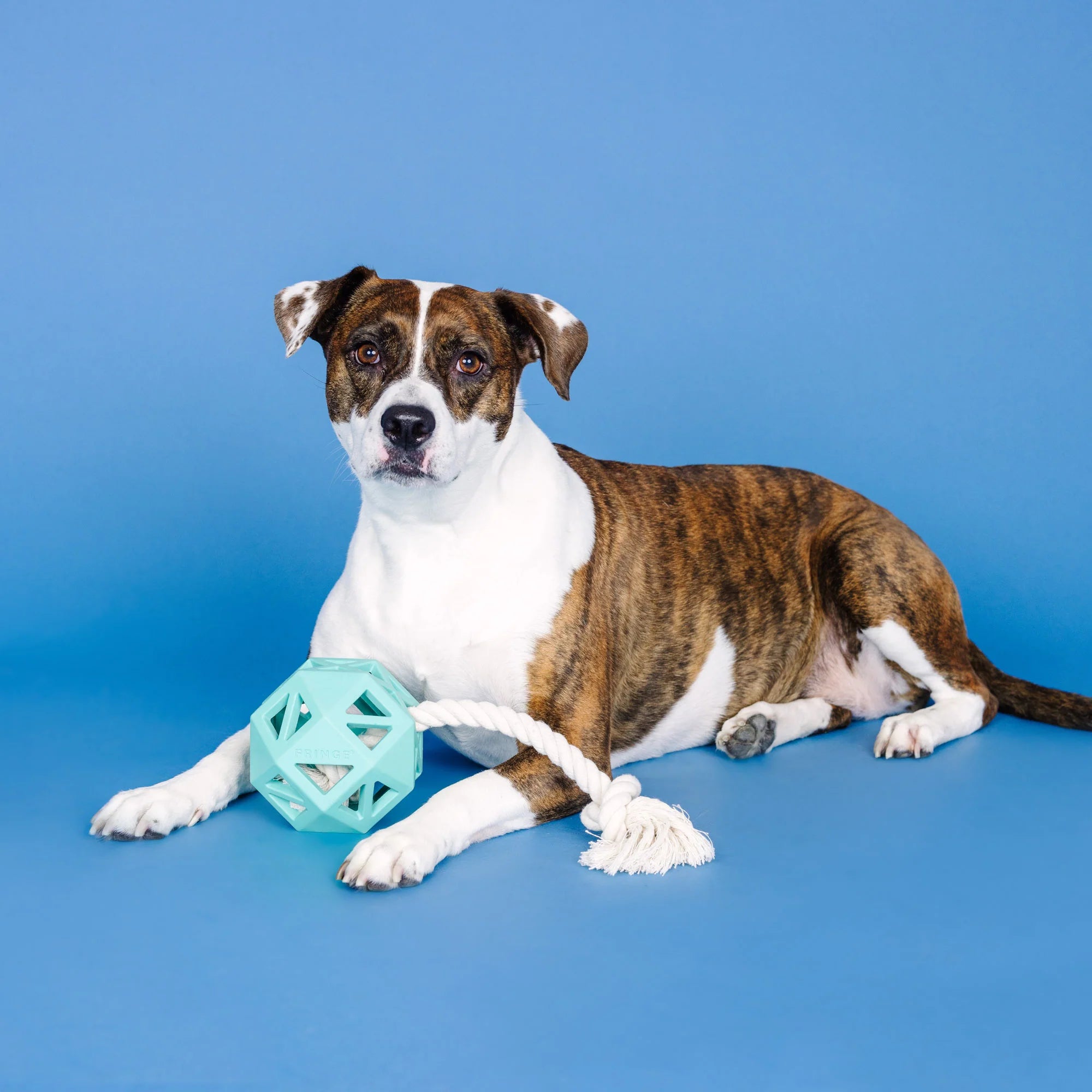"Pull My Way" Rubber Dog Toy – Treat Dispenser & Tug Toy