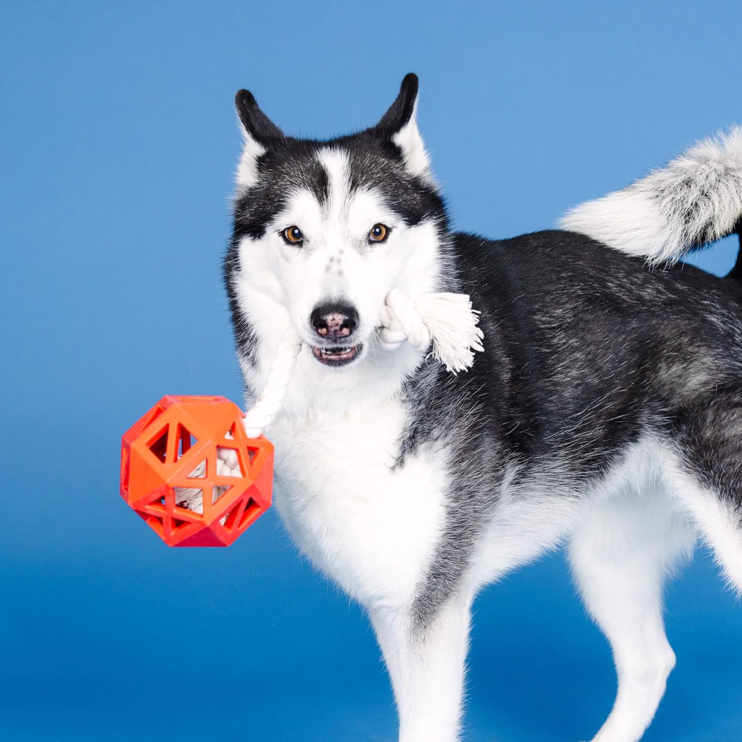 "Pull My Way" Rubber Dog Toy – Treat Dispenser & Tug Toy
