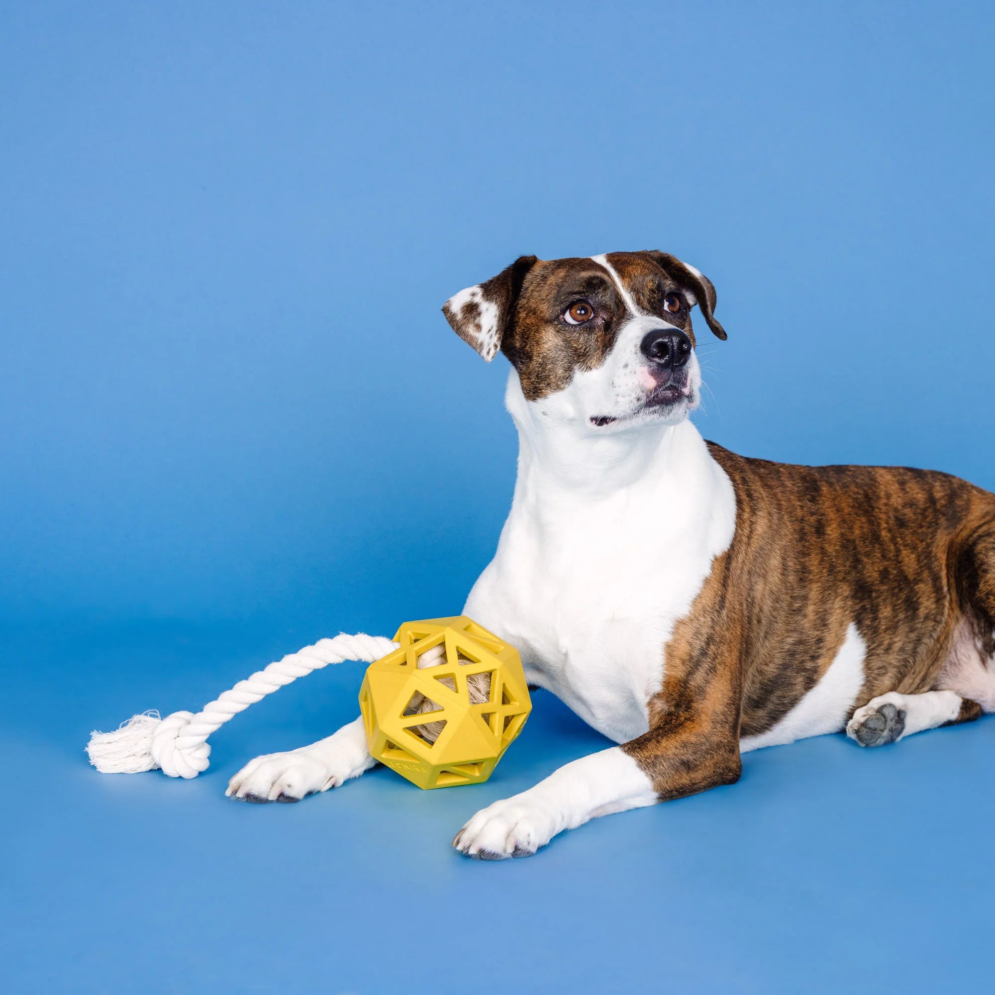 "Pull My Way" Rubber Dog Toy – Treat Dispenser & Tug Toy